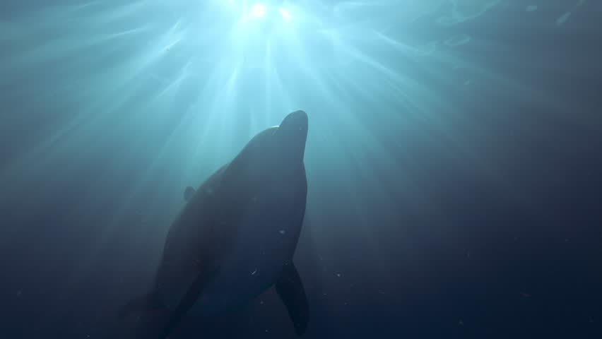 Bottom-up view of passing bottlenose dolphin illuminated by dancing sun rays, backlit by sunbeams. Close-up of dolphin swimming overhead framed by bright halo of sunshine. Dolphin in sun rays