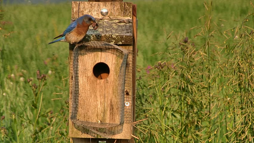 A pair of Eastern Bluebirds feeding the baby birds in a nesting box on a sunny spring evening.