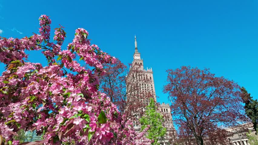 Cherry blossom trees framing historic skyscraper in city park. Palace of culture and science in Warsaw,Poland.