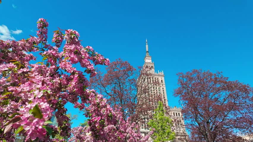 Pink blossom trees framing historic tower in urban park. Palace of culture and science in Warsaw,Poland.