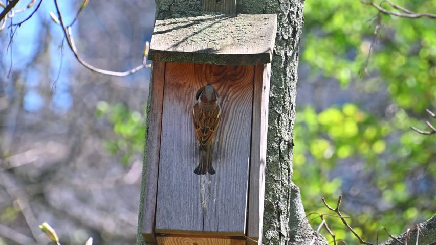 The house sparrow entering wooden birdhouse on tree in forest.