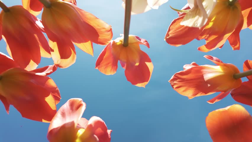 Orange tulip flowers swaying in breeze against clear blue sky.