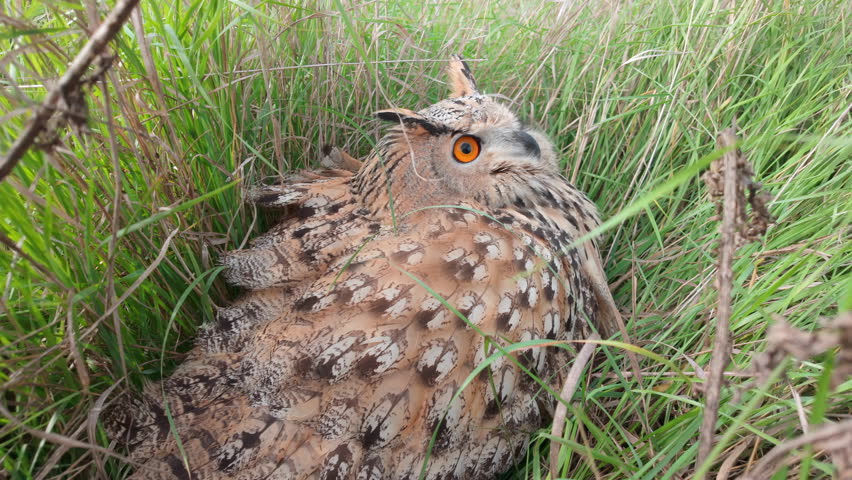 Slow motion of Eagle-owl sits in green grass looking to up and blinking its eyes. Owl sits on ground, hiding in thick grass. Bird in natural habitat, wildlife scene from nature