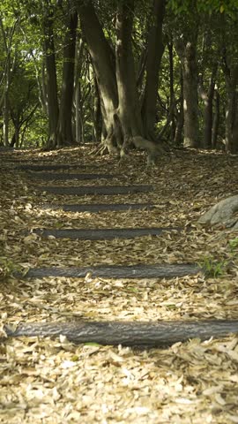 Handheld footage of walking on a woodland trail with vibrant fresh green leaves and sunlight