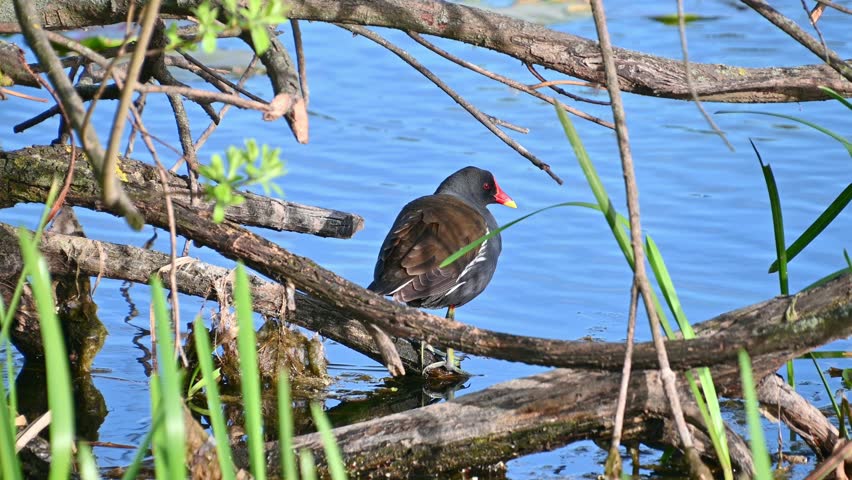 Moorhen perched on fallen branch by marsh pond shoreline.
