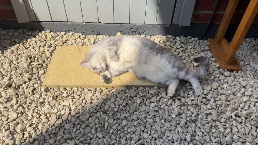 Relaxed Cat Sunbathing And Rolling On Back In Warm Sunlight Outdoors