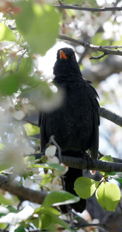 Blackbird male on a branch of blooming cherry tree