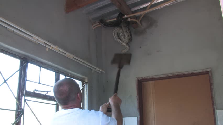 men carefully handle a massive African rock python From house Indoor Ceiling in a rural Botswana setting