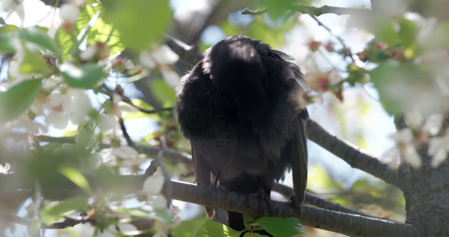 Blackbird male close up on a branch of blooming cherry tree