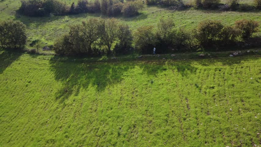 Aerial top down shot shows contrast between tree line and bright green meadow with strong shadows as a person walks on a forest path between fields and farmland in Greece, Europe.