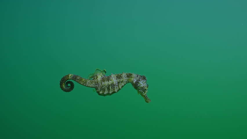 Close up of Long Snouted Seahorse (Hippocampus guttulatus) swims on water column in the sunlight, Slow motion, Follow shot