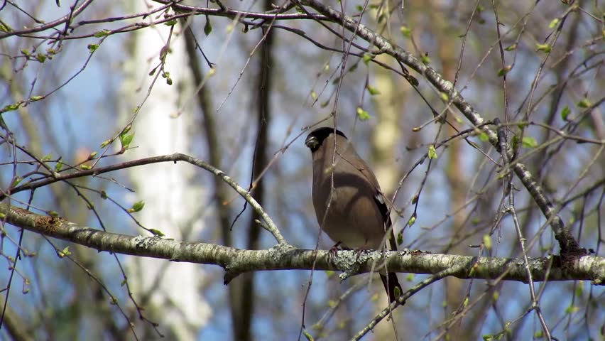 Eurasian Bullfinch or Pyrrhula pyrrhula female sitting on a birch tree.