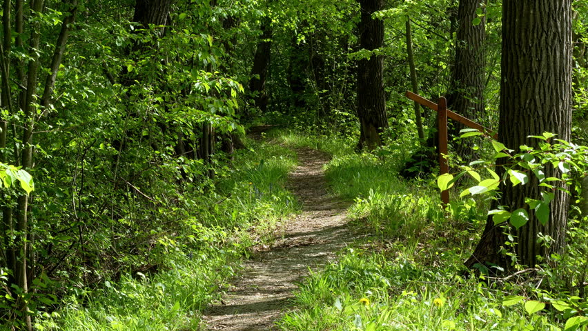 A sunny forest path leads through dense spring greenery. A rustic wooden railing along the edge marks the trail in a bright play of light and shadow.