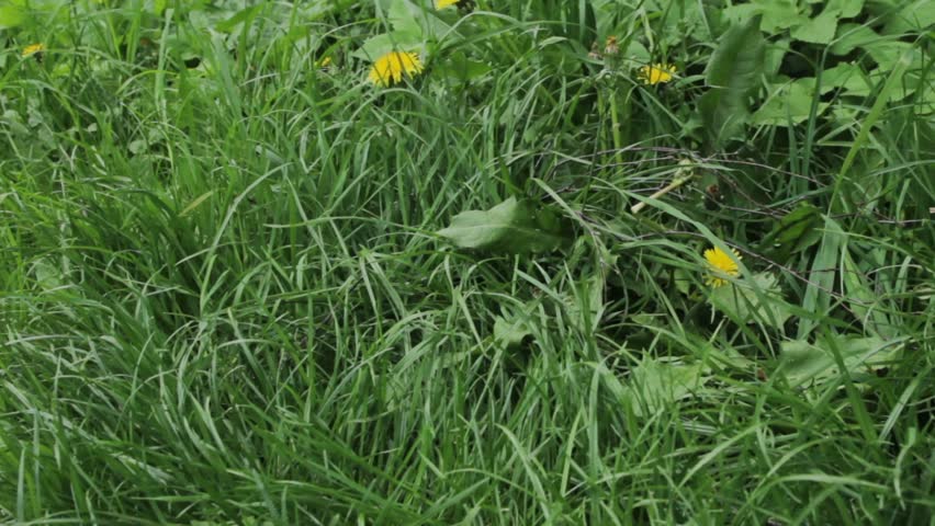 Green grass with yellow dandelions in early spring afternoon, green weather