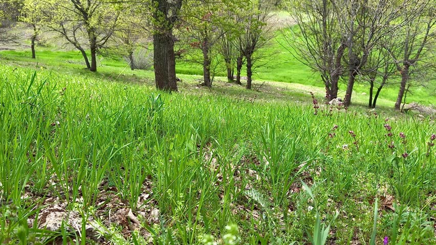 Low angle view of green grass and trees in peaceful spring forest landscape