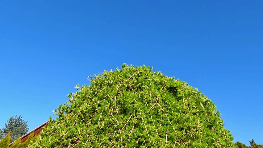 Luxury modern garden with geometrically trimmed shrubs creating tiered natural decorations.