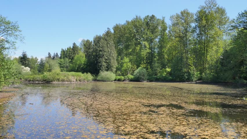 Fishtrap Creek Park during a spring season in Abbotsford, British Columbia, Canada