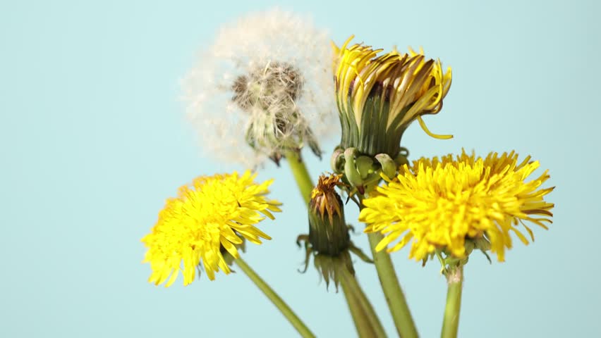 Dandelions in different stages of flowering on light blue background, closeup