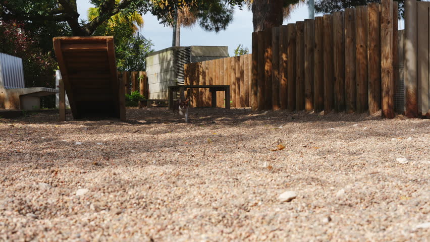 Brown and white small dog running at full speed toward camera across gravel ground in enclosed dog park with wooden fence, slow motion capture, sunny day