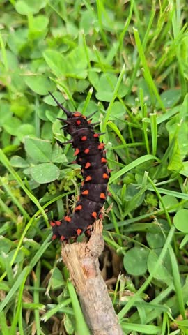 Pipevine swallowtail caterpillar on twig on grass.