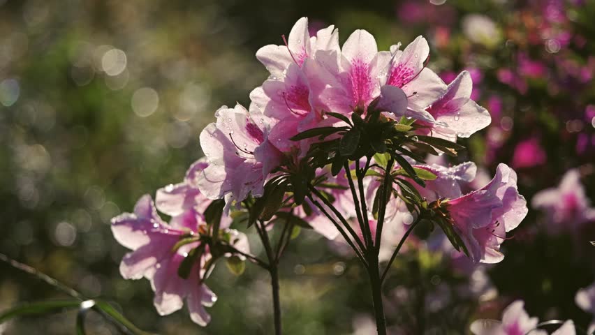 Closeup of Colorful azalea flowers in the morning 