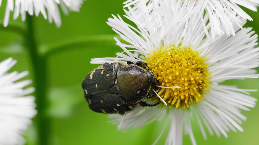 Close-Up of Citrus Flower Chafer (Oxycetonia jucunda) Feeding on Flower Pollen