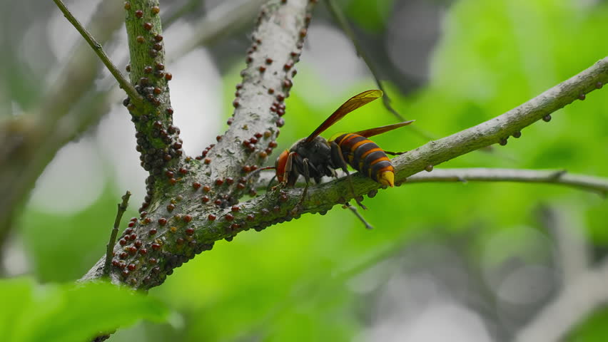 Close-Up of Northern Giant Hornet (Vespa mandarinia) Walking on Tree Branch