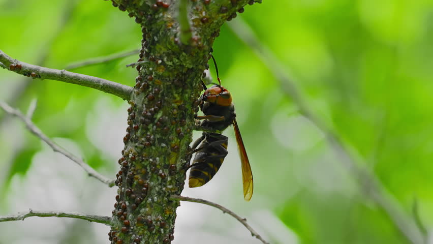 Close-Up of Northern Giant Hornet (Vespa mandarinia) Walking on Tree Branch