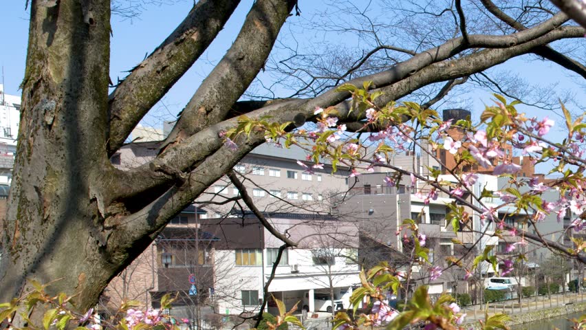 Close up shot of pink sakura flowers blooming on branches under bright blue sky