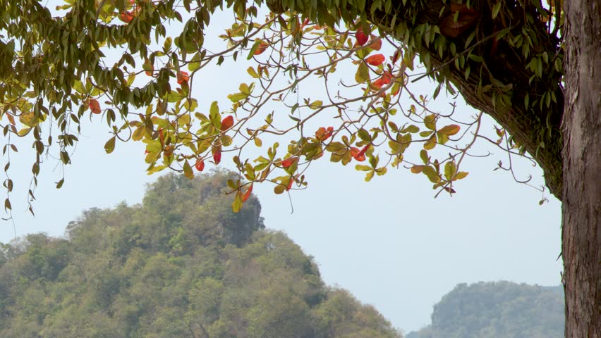 Static medium shot of a lush tropical island framed by tree branches and green leaves