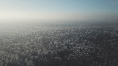 Drone Flying Forward Downward over Snowy Forest