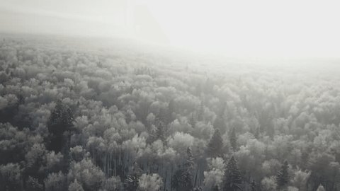 Drone Flying Sideways over Snowy Forest