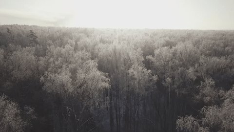 Drone Flying over Treetops Winter