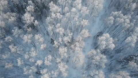 Drone Flying Backward Tilting Upward over Forest