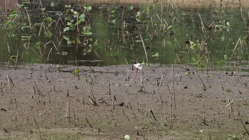 A black-winged stilt walks across a muddy shoreline near a marshy area filled with aquatic plants.