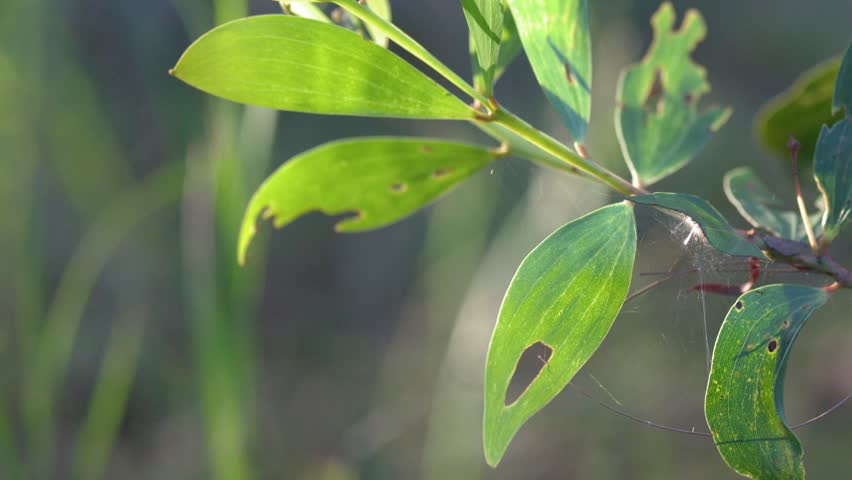 Static close up shot of green wattle leaves with natural sunlight in Australian bushland