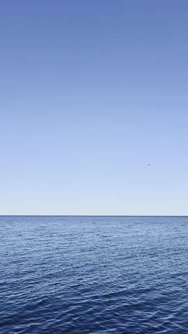 Beautiful seagulls flying over the deep blue sea under a clear sky.
