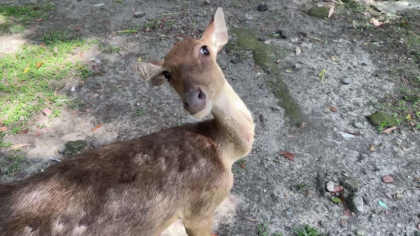 Close up of a cute female deer eating green grass from a person