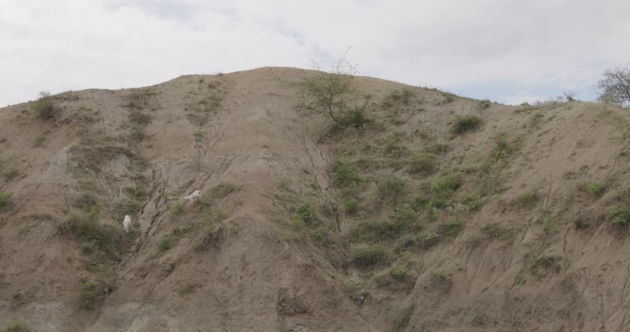 Two goats climbing the slopes of the Tatacoa grey desert, with sparse vegetation and a cloudy sky
