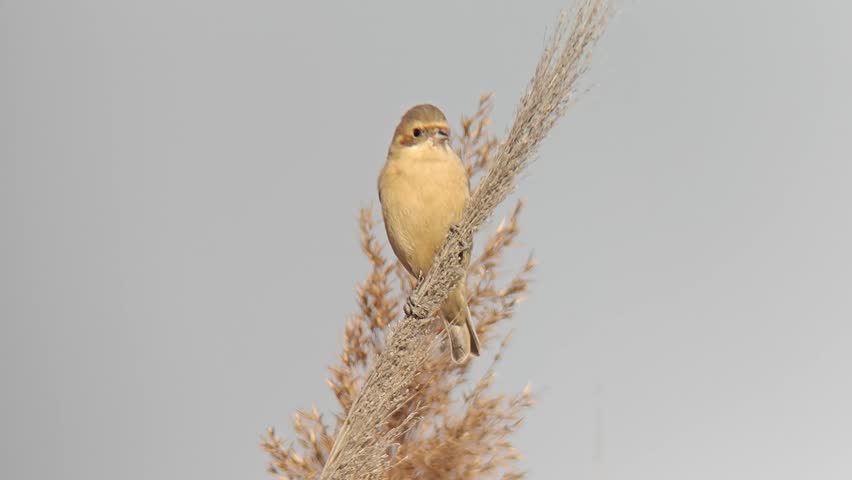 Close up of a small brown wild bird perching peacefully on a tall dry grass stalk against a clear minimal sky background.