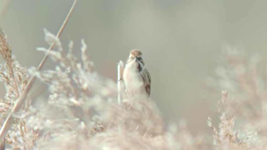 Close up of a small brown wild bird perching gracefully on a thin dry grass stalk surrounded by soft blurred fluffy vegetation.