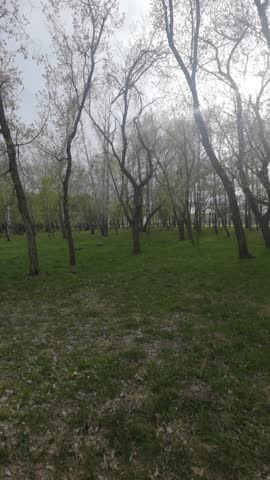 Beautiful Nature Landscape in Public City Park, Lush Green Trees and Sunlight