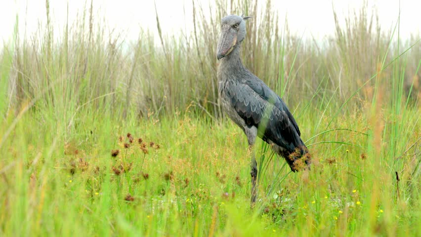 Rare shoebill in full-frame view, standing still and intensely stalking prey in the wild.Filmed from a boat in the Entebbe swamps, Uganda, full body, standing and stalking prey