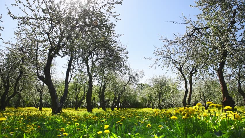 Blooming apple trees with white flowers in the garden at sunny day. Fresh green grass with blooming yellow dandelions. Beautiful spring landscape. 
