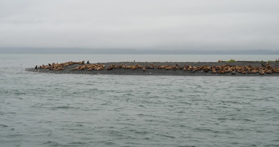Large colony of Steller sea lions on the shore of an island in Alaska.