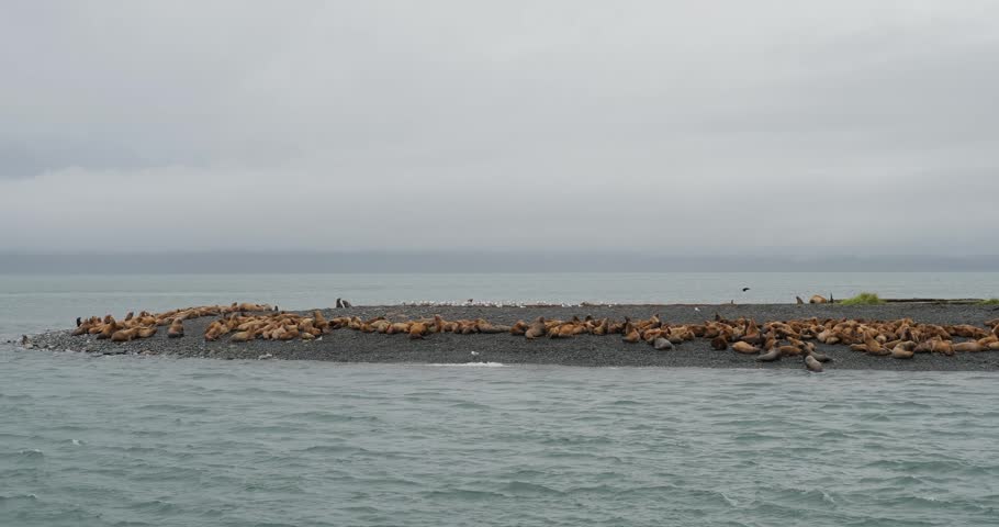 Colony of Steller sea lions on the shore of an island in Alaska.