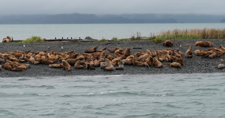 Large colony of Steller sea lions on the shore of an island in Alaska.