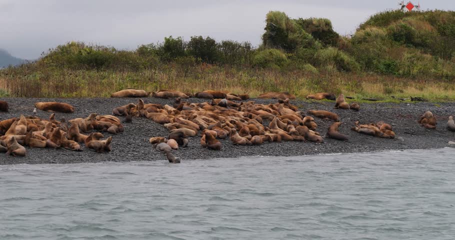 Big colony of Steller sea lions on the shore of an island in Alaska.