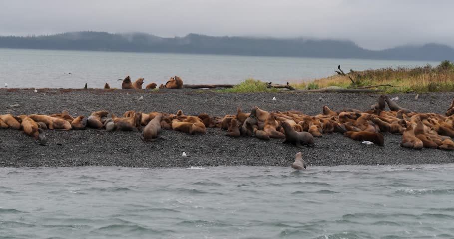 Large colony of Steller sea lions on the beach of a small island in Alaska.