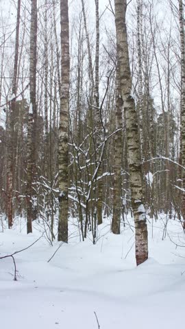 A panorama of an empty winter forest. A path trodden in the snow. A tranquil atmosphere for hiking in nature.